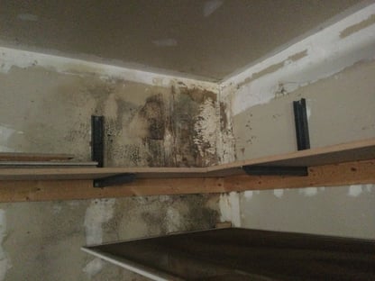 Black Mold