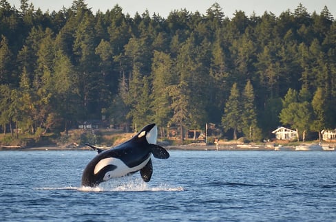 Orca Jumpint